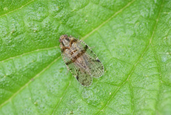 Cixiidae