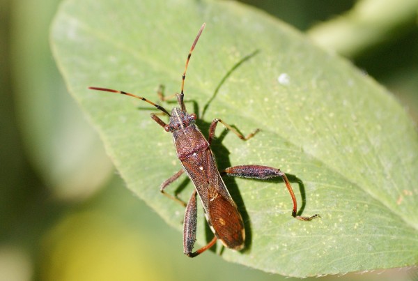 Alydidae