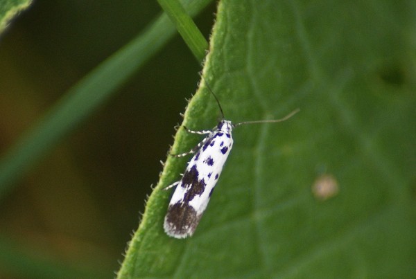 Elachistidae