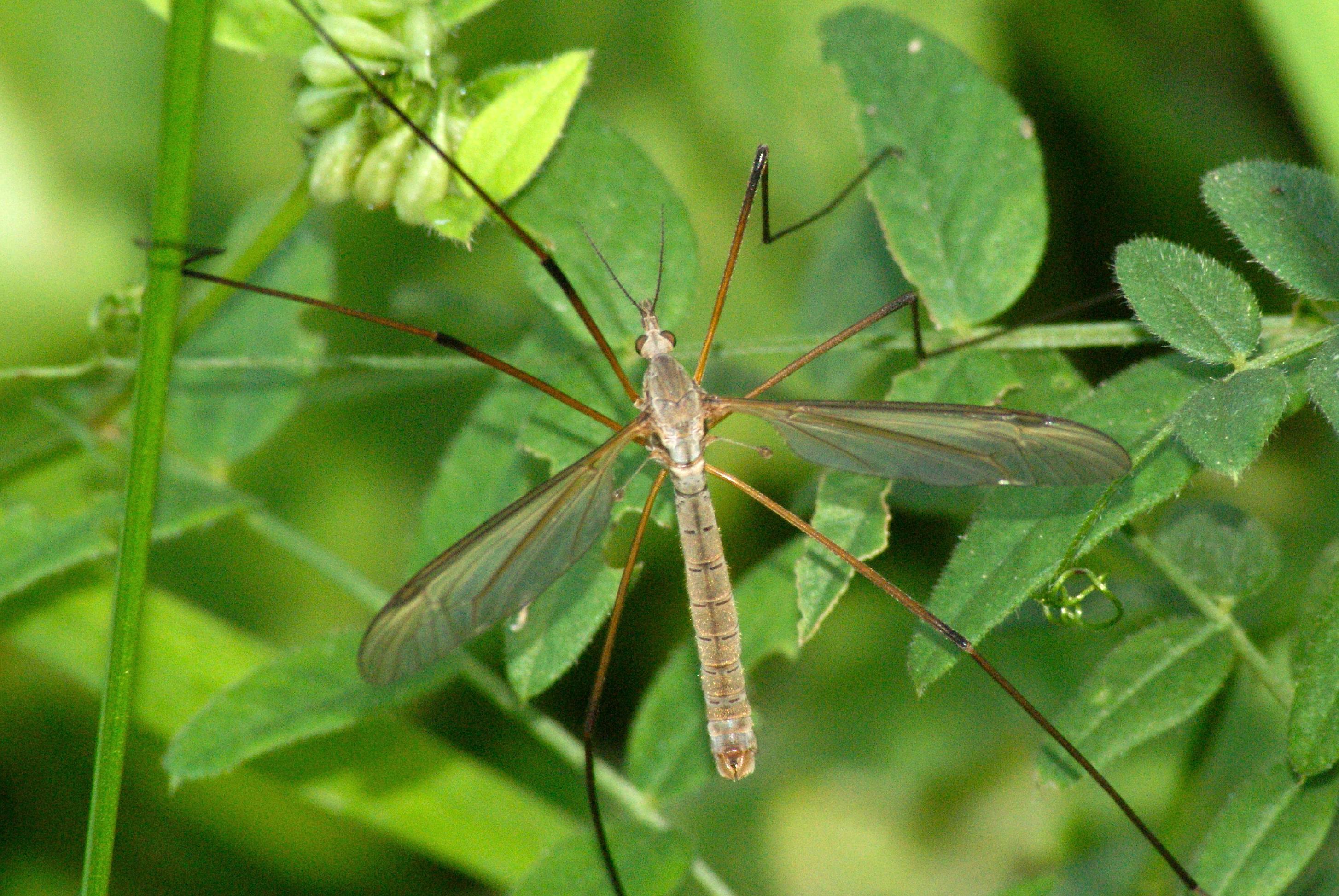Tipulidae Galerie Et Cl s De D termination