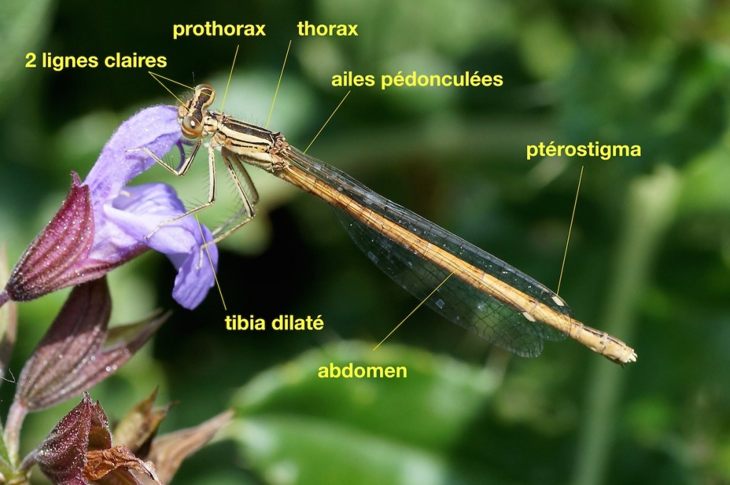 anatomie d'un Platycnemididae