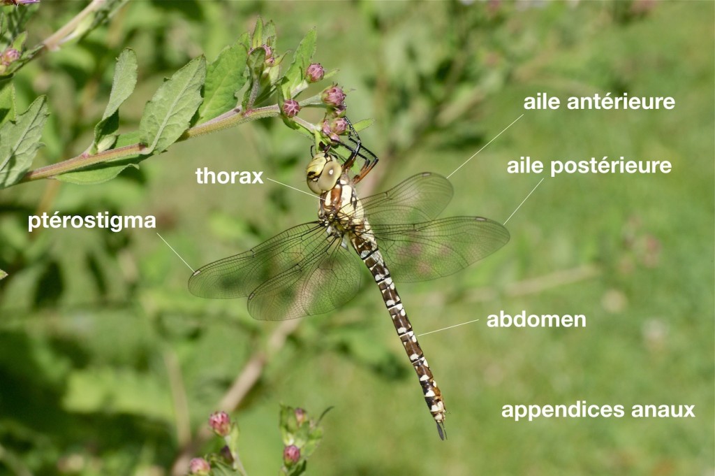 anatomie d'un Aeshnidae
