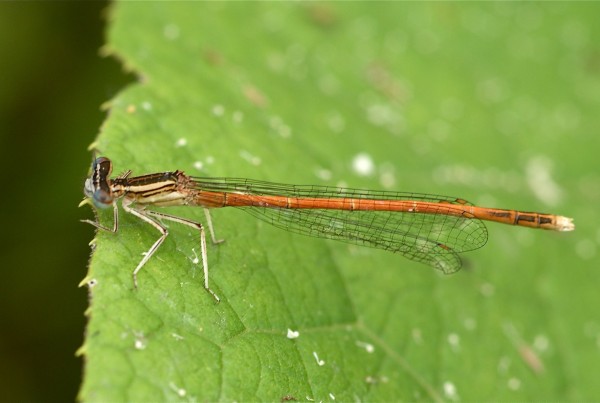 Platycnemididae