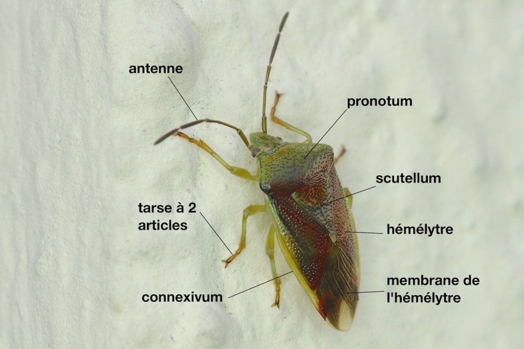 anatomie d'un Acanthosomatidae