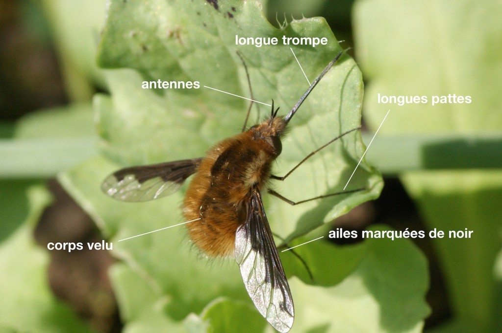 anatomie d'un Bombyliidae