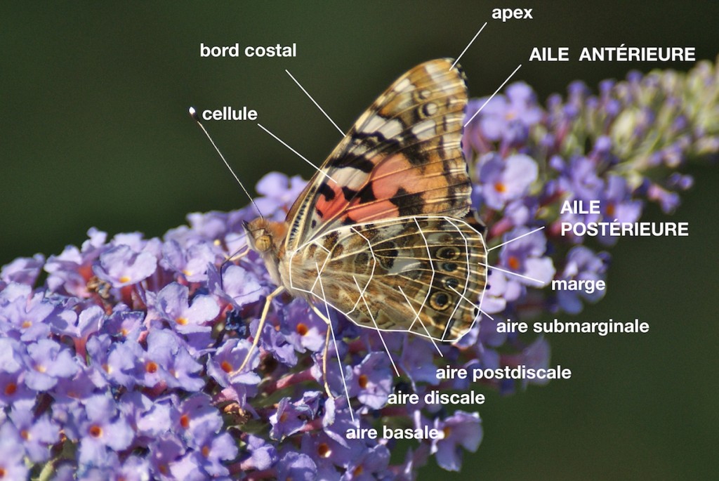 anatomie d'un Nymphalidae