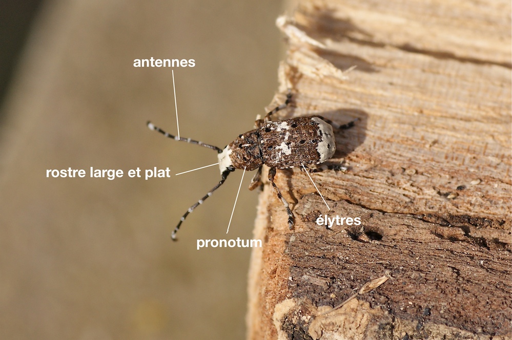 anatomie d'un Anthribidae