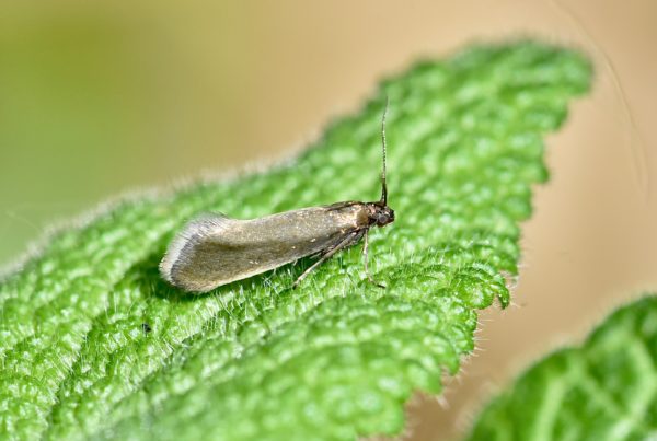 Glyphipterigidae