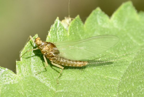 Ephemerellidae